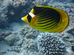 marsa_alam_200510 316